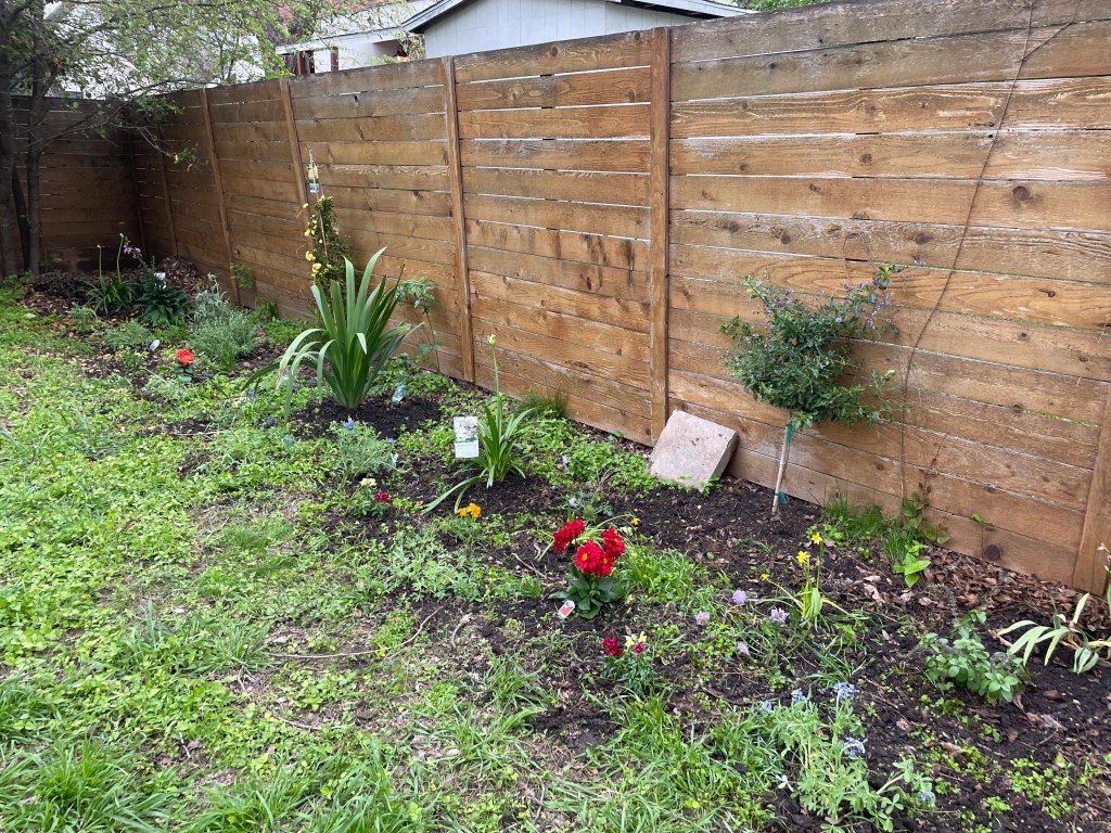 A row of planted, colorful flowers of varied heights and sizes in front of a horizontal wooden fence, next to a green lawn.